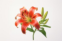 Flower plant lily white background. AI generated Image by rawpixel.