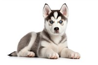 Puppy mammal animal husky. 