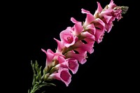 Flower gladiolus blossom petal. AI generated Image by rawpixel.