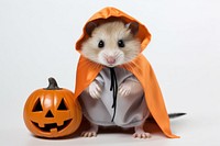 Hamster halloween mammal animal. 