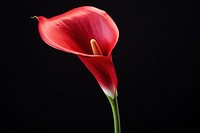 Flower petal plant red. 