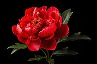 Flower petal plant peony. AI generated Image by rawpixel.