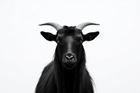 Black goat livestock animal mammal. 