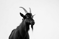 Black goat livestock wildlife animal. AI generated Image by rawpixel.