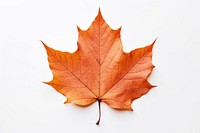 Fall maple leaf plant tree white background. 