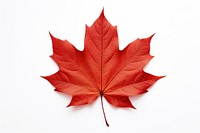 Fall maple leaf plant tree white background. 