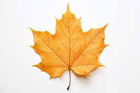 Fall maple leaf plant tree white background. 