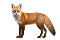 Fox wildlife animal mammal. 