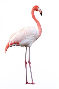 Flamingo animal bird white background. 