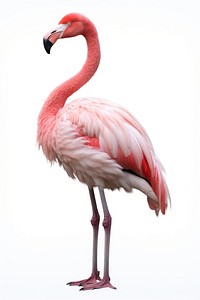 Flamingo animal bird white background. 