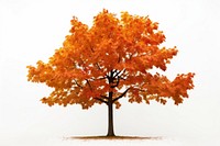 Maple tree plant leaf white background. 