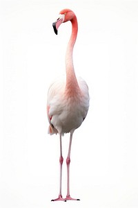 Flamingo animal bird beak. 