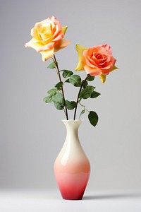 Rose vase flower plant. 