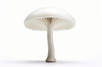 Mushroom fungus plant white background. 