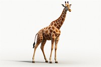 Wildlife giraffe animal mammal. AI generated Image by rawpixel.