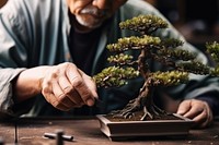 Bonsai plant adult tree. 