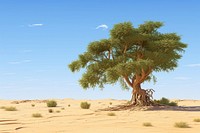 Plant tree outdoors desert. 