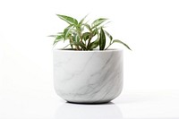 Flowerpot plant white leaf. 