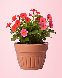 Flower flowerpot plant white background. 