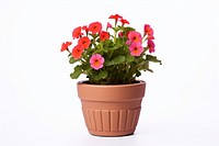 Flower flowerpot plant white background. 