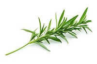 Tarragon plant herbs food. AI generated Image by rawpixel.