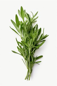 Tarragon vegetable plant herbs. 