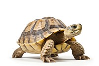 Tortoise reptile animal white background. AI generated Image by rawpixel.