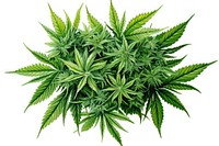 Cannabis plant herbs leaf. 