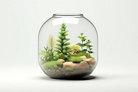 Aquarium plant jar transparent. 