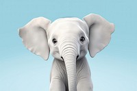 Elephant wildlife animal mammal. 