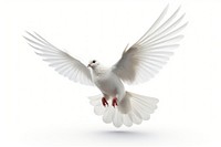 Animal flying white bird. 