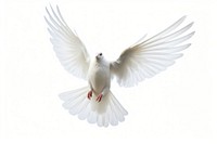 Animal flying white bird. 