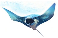 Animal underwater manta ray wildlife. 