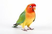 Bird lovebird parrot animal. 