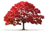 Maple tree plant white background tranquility. AI generated Image by rawpixel.