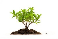 Tree plant herbs leaf. AI generated Image by rawpixel.