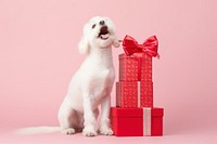 Gift maltese mammal animal. AI generated Image by rawpixel.