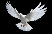 White pigeon animal flying bird. AI generated Image by rawpixel.