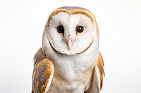 Owl animal bird white background. 