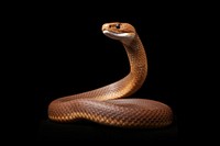 Snake reptile animal poisonous. 