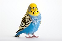 Animal budgerigar parrot bird. 