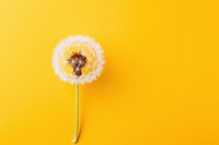 Dandelion flower plant inflorescence. AI generated Image by rawpixel.