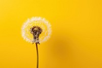 Dandelion plant flower inflorescence. 