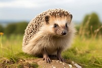 Hedgehog animal mammal erinaceidae. 