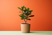 Plant bonsai leaf tree. AI generated Image by rawpixel.