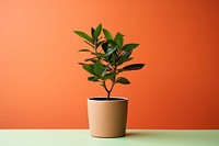 Plant bonsai leaf tree. 