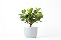 Plant bonsai leaf white background. AI generated Image by rawpixel.