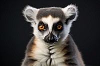 Wildlife animal mammal lemur. 