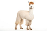 Alpaca animal mammal llama. 