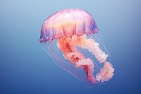 Jellyfish animal invertebrate zooplankton. 